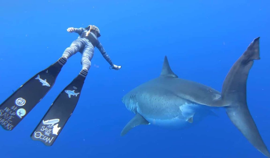 requin blanc plongeuse nager mer océan