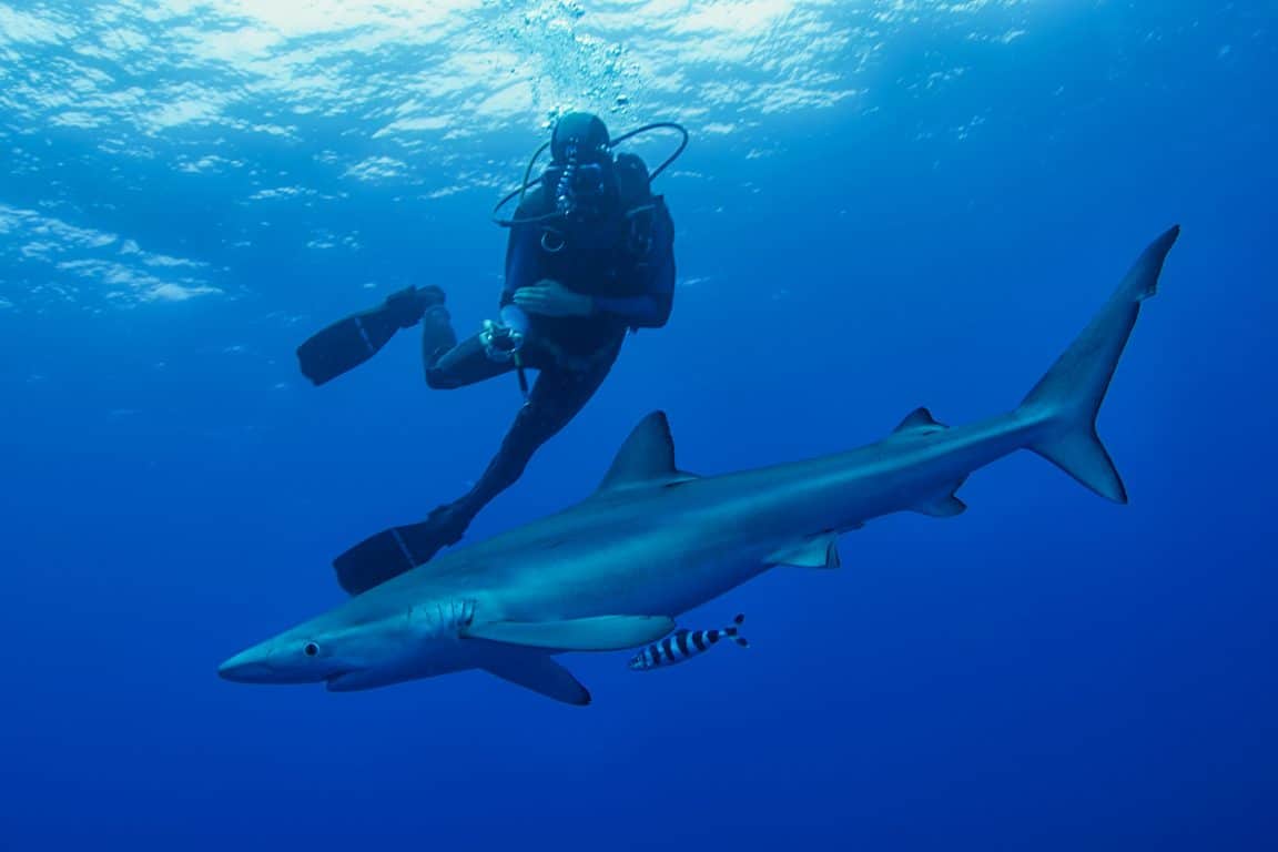 requin bleu mer oc&eacute;an plongeur