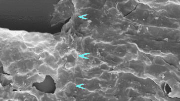fossiles vie multicellulaire