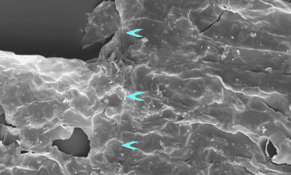 fossiles vie multicellulaire