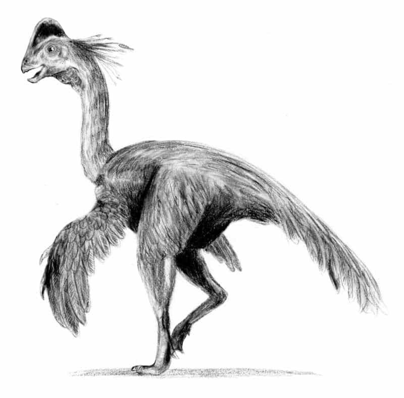 Eoneophron infernalis dinosaure Anzu wyliei