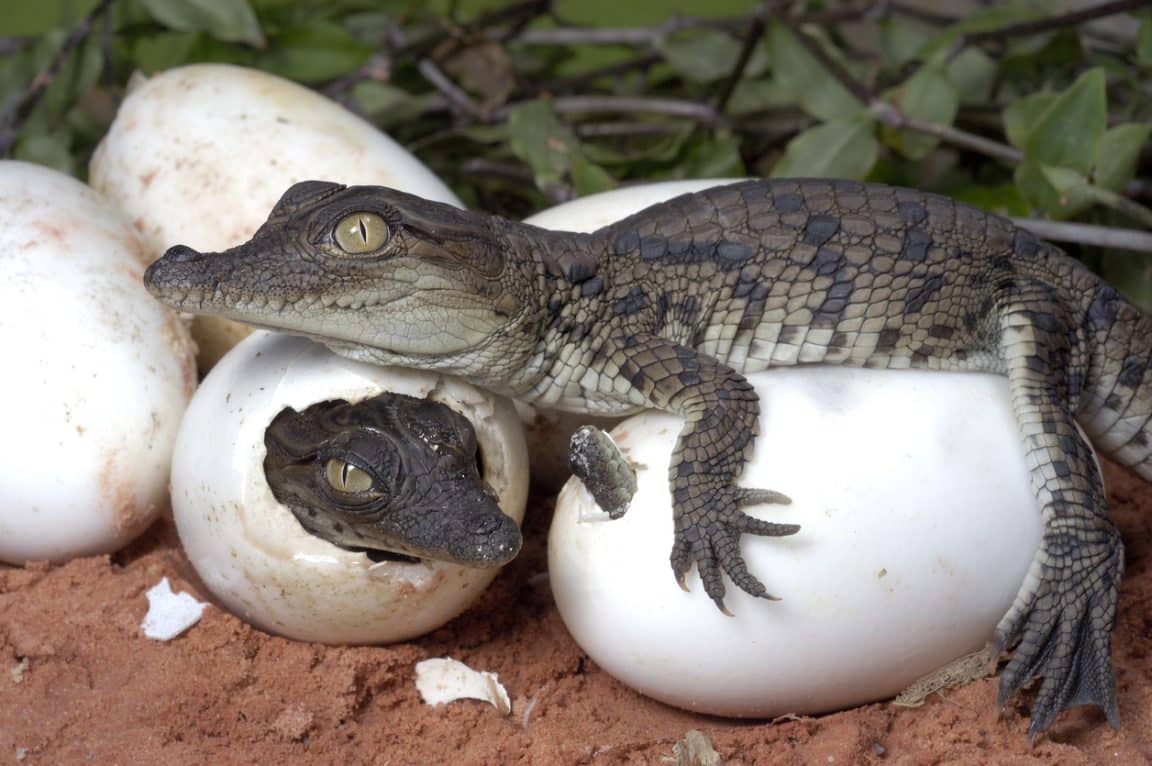 crocodiles bébés éclosion oeufs sexe