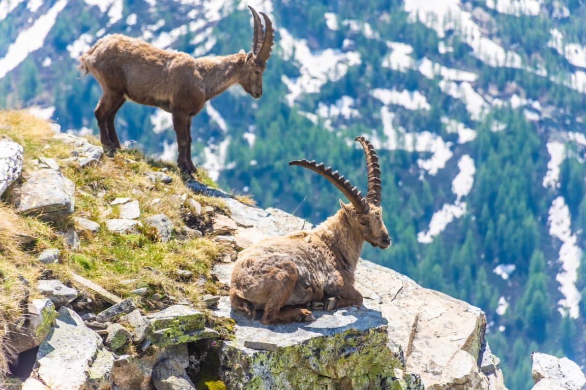 bouquetins des Alpes montagne animaux alpins