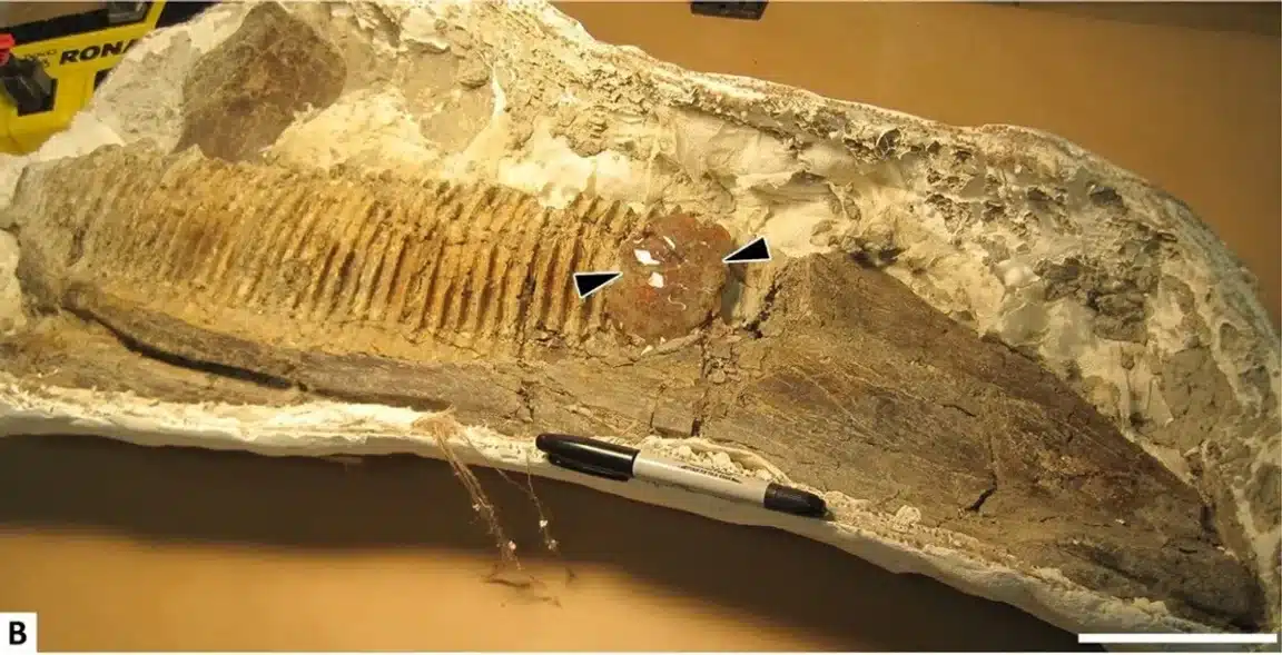 insecte ambre dinosaure