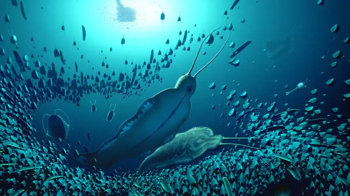 Timorebestia vers champ magnétique