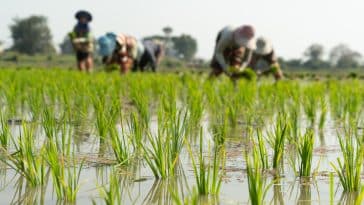 rizière culture riz Asie