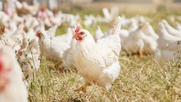 poule poulet poules batterie