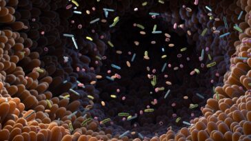 microbiote intestinal