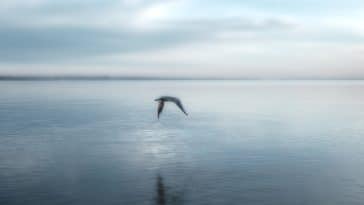 vie lac soude phosphates