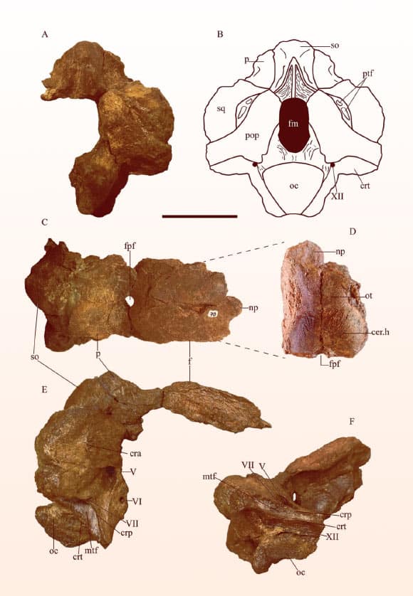 marae Sidersaura dinosaure sauropode