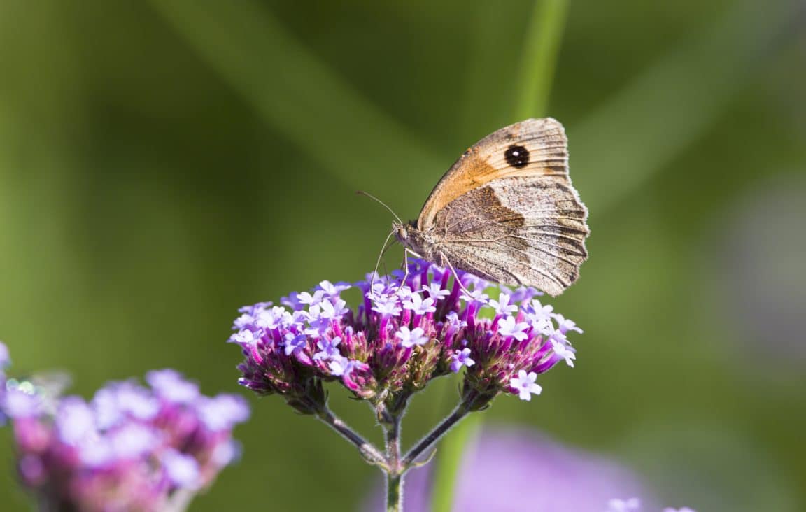 papillon tache ailes butiner fleurs insecte pollinisateur