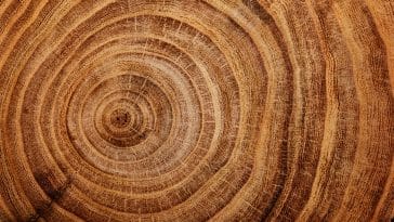 souche bois essence nervures arbre