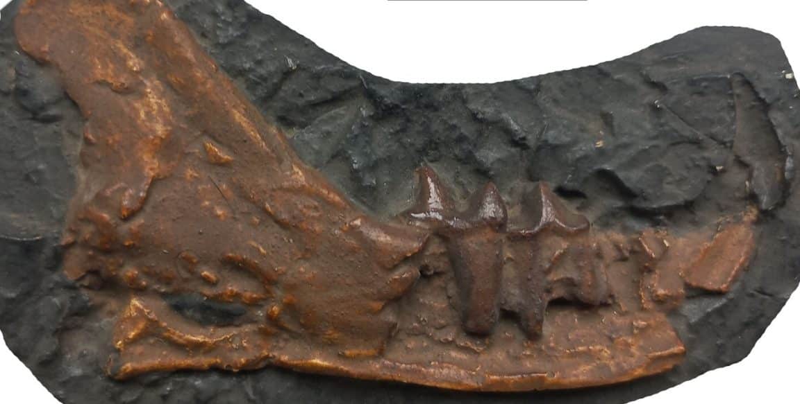 chat Magerifelis peignei