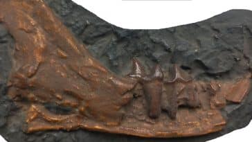 chat Magerifelis peignei