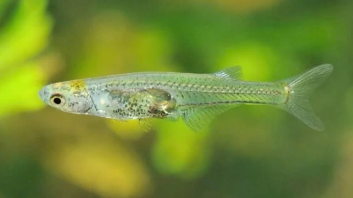 Danionella cerebrum un petit poisson transparent et surtout particulièrement bruyant