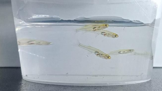 Danionella cerebrum un poisson minuscule, mais particulièrement bruyant