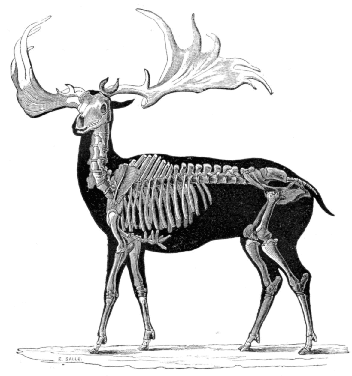 Megaloceros élan irlandais
