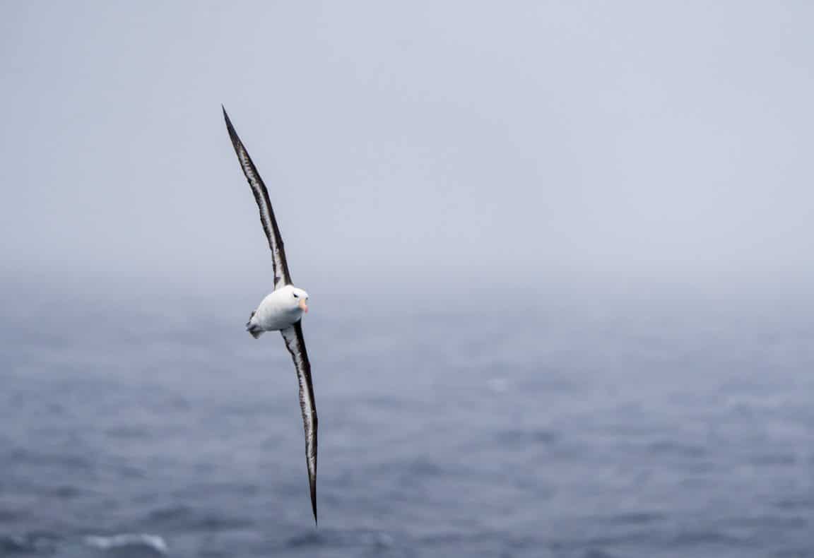 albatros ailes voler espèce oiseau marin mer océan