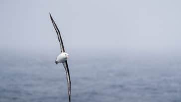 albatros ailes voler espèce oiseau marin mer océan