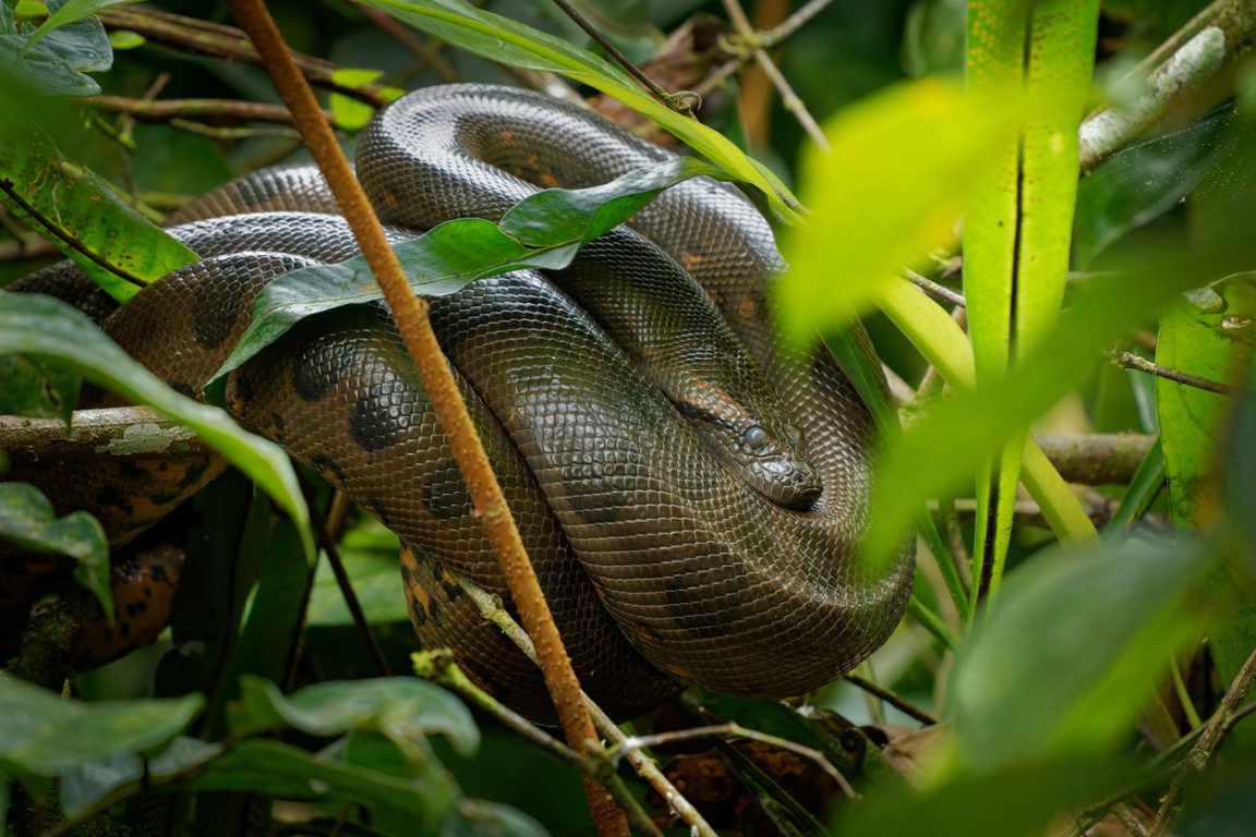 anaconda serpent reptile espèce faune sauvage