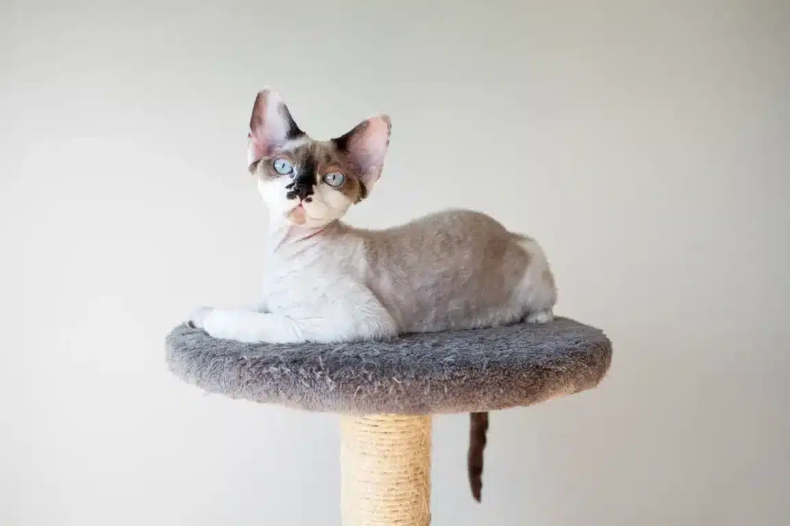 devon rex chat sans poils assis