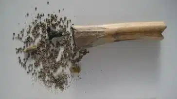 Romains graines vénimeuses