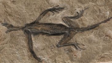 Tridentinosaurus antiquus fossile