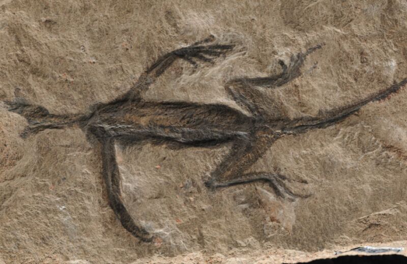 Tridentinosaurus antiquus fossile