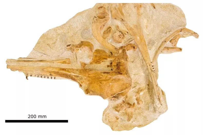 dauphin Aureia rerehua