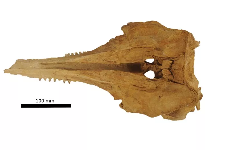 dauphin Aureia rerehua