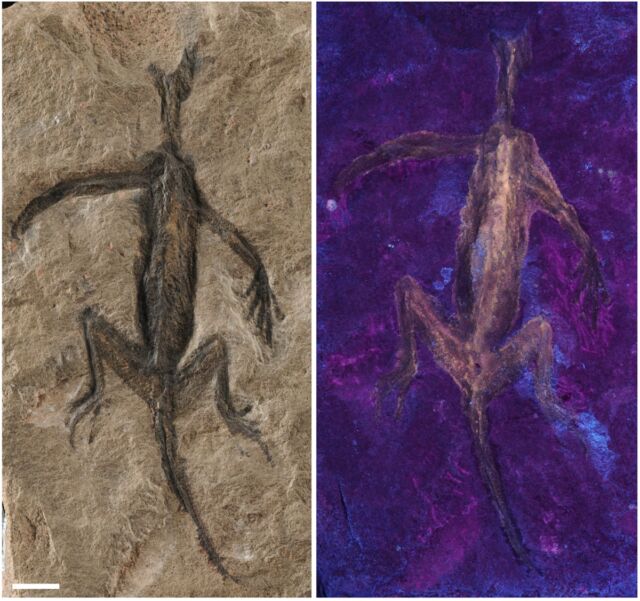 Tridentinosaurus antiquus fossile
