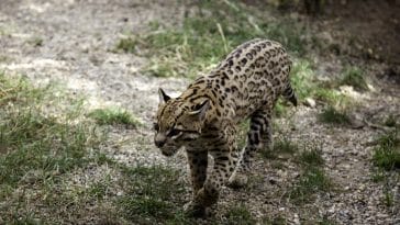 chats tigres ocilles