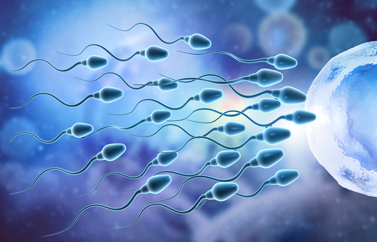 spermatozoïdes infertilité 
