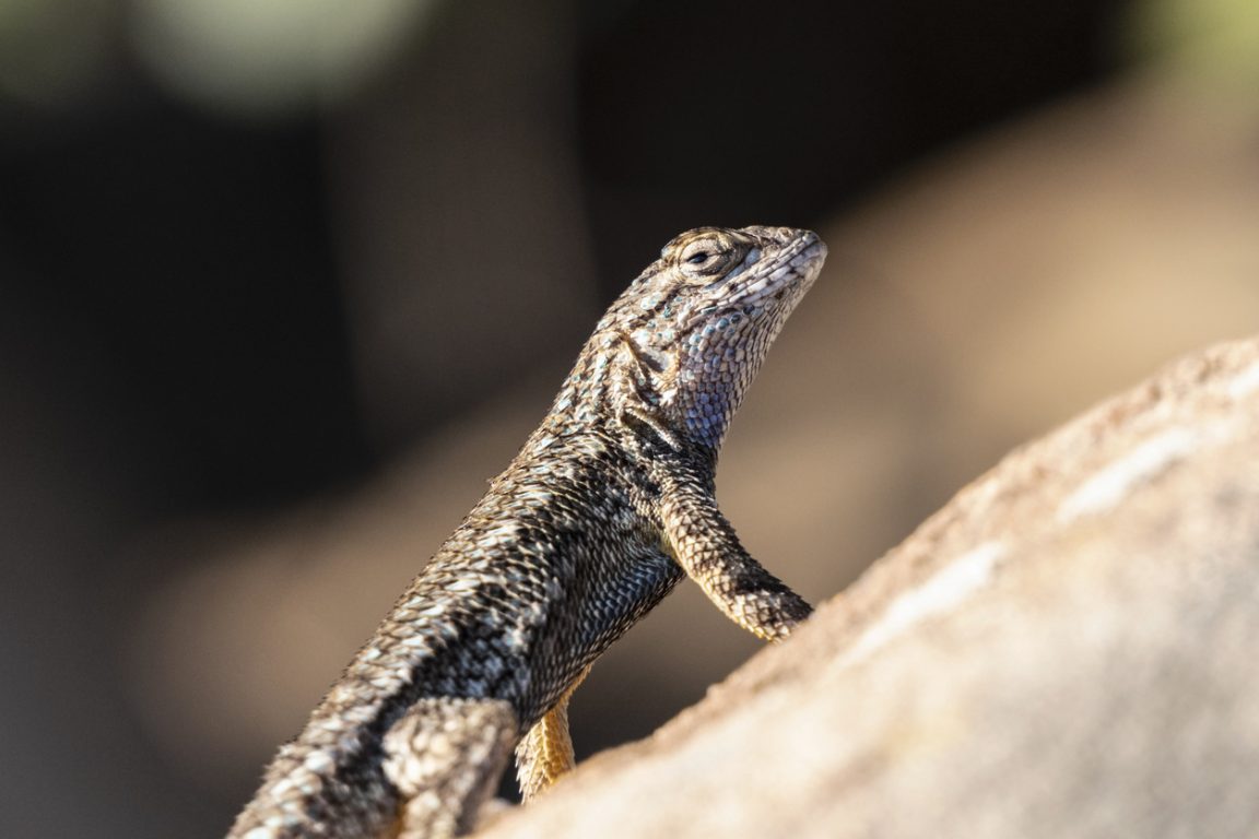 serpents évolution squamates