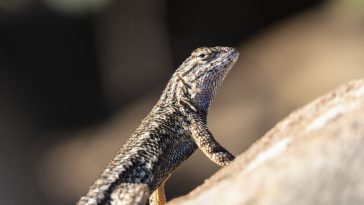 serpents évolution squamates