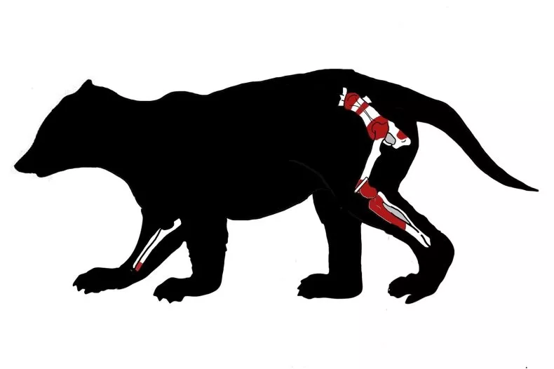 Patagomaia chainko mammifère