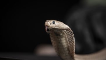 anti-venin venin serpents