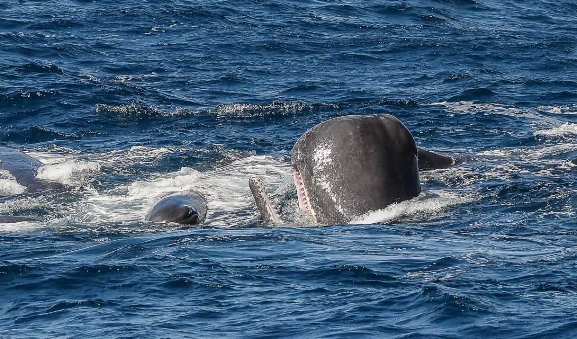 cachalots orques