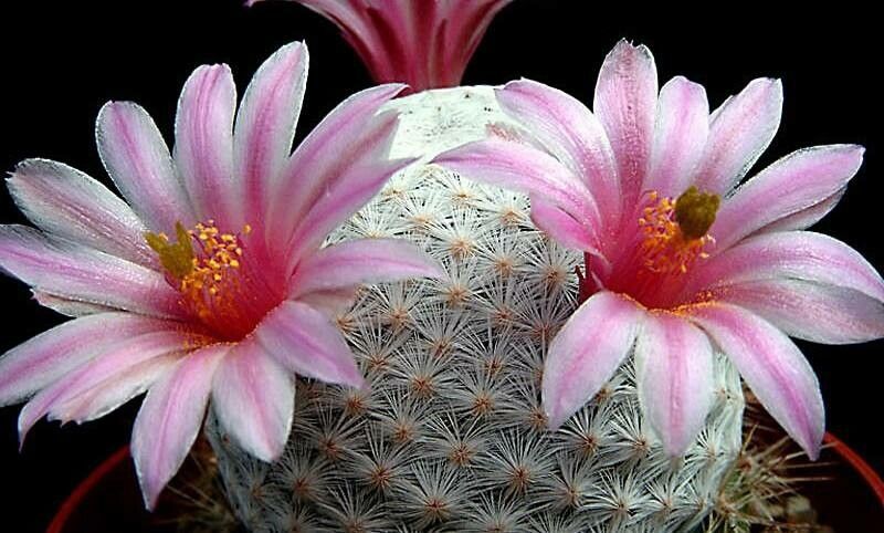 Mammillaria herrerae, une plante en danger critique d'extinction selon la Liste Rouge de l'IUCN