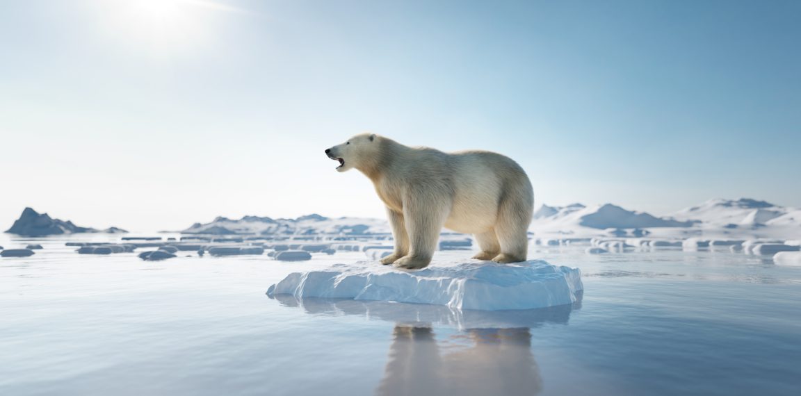 Ours polaire Arctique Pôle Nord fonte des glaces, icebergs et réchauffement climatique