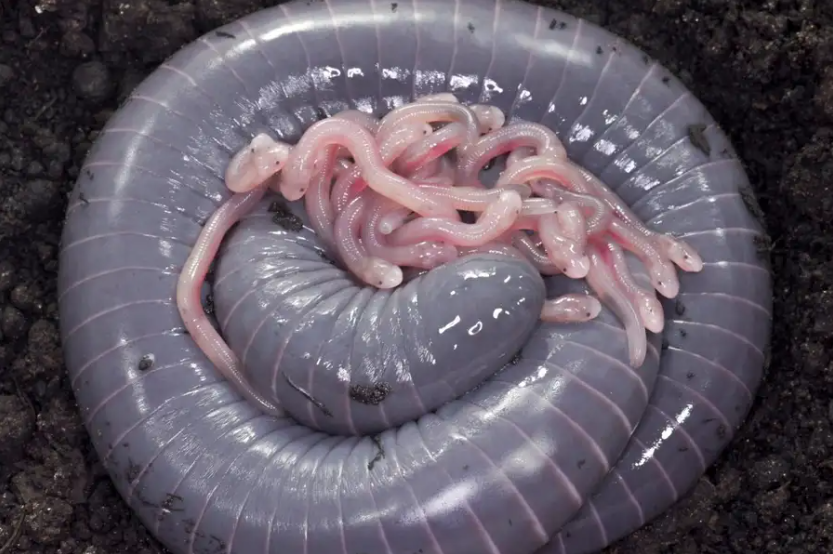 Siphonops annulatus amphibien ovipare qui produit du lait comme les mammifères