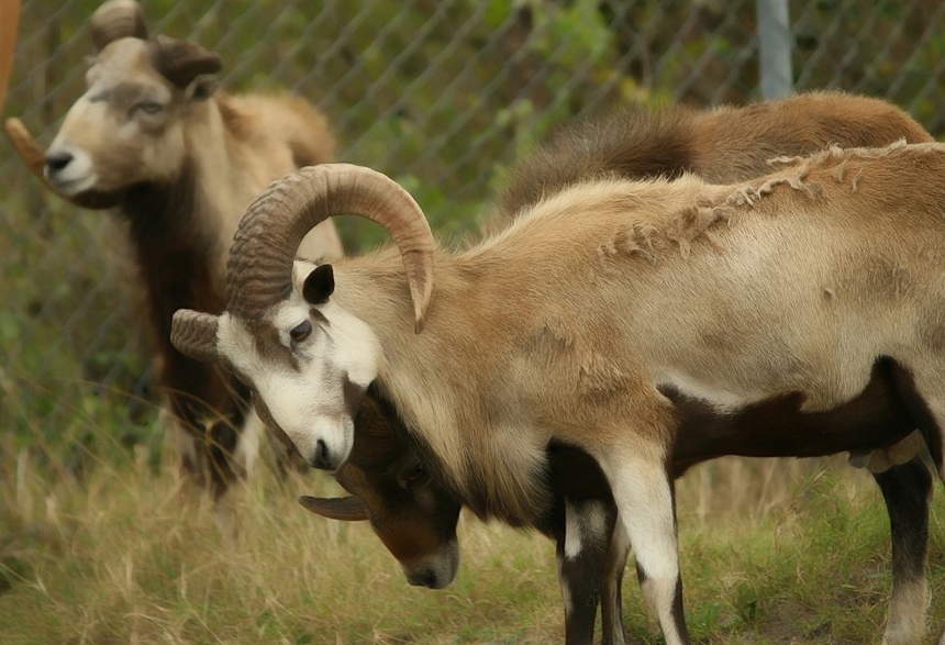argali mouton