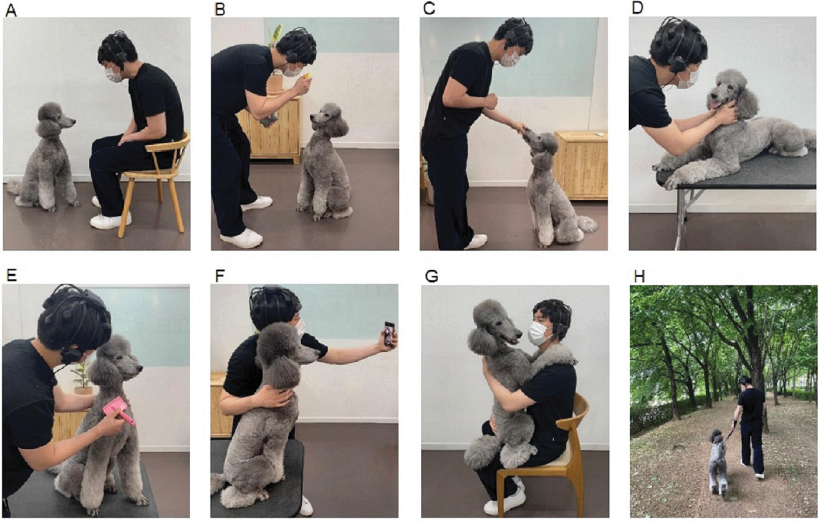 chien caniche effets interaction sur le cerveau