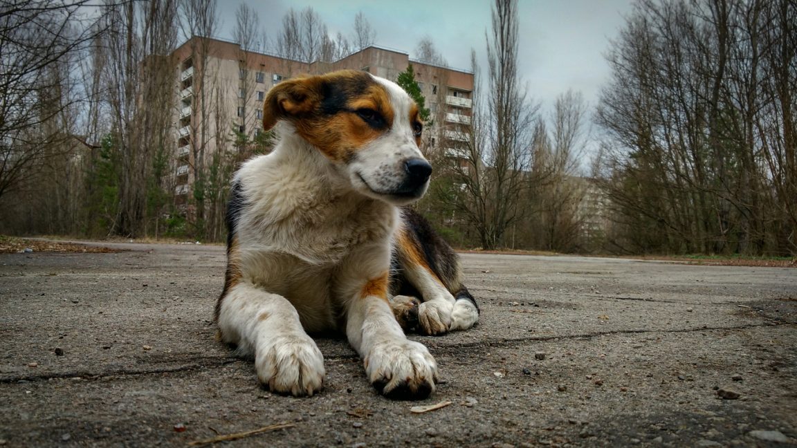 chien abandonné errant Tchernobyl animal couché