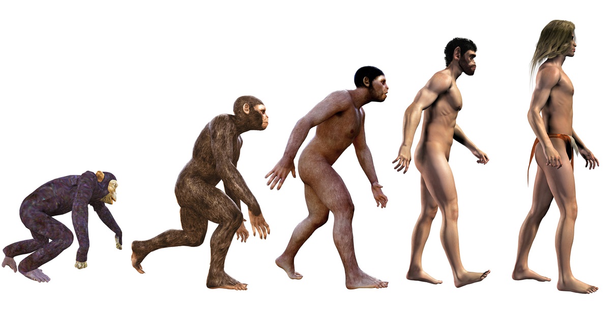évolution humaine bipédie