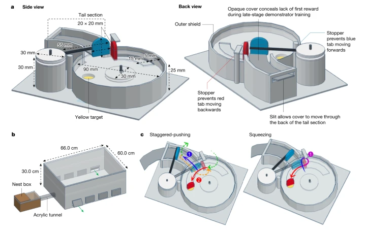 expérience bourdons apprentissage social