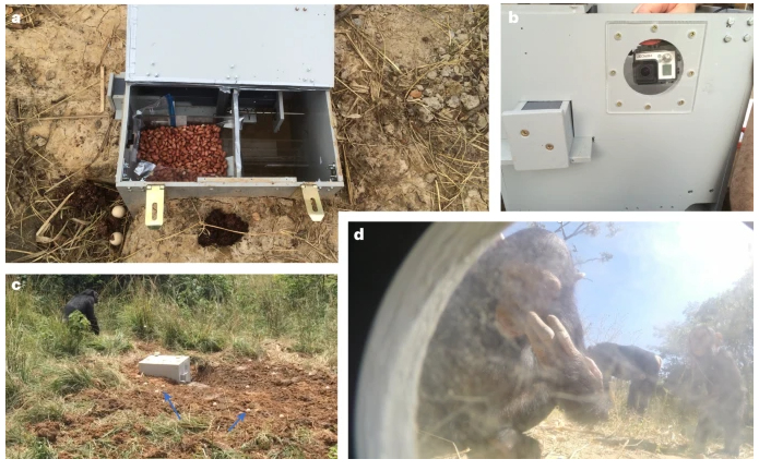 expérience chimpanzés apprentissage social