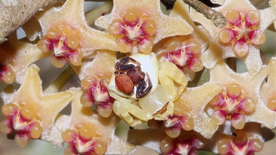 mimétisme coopératif