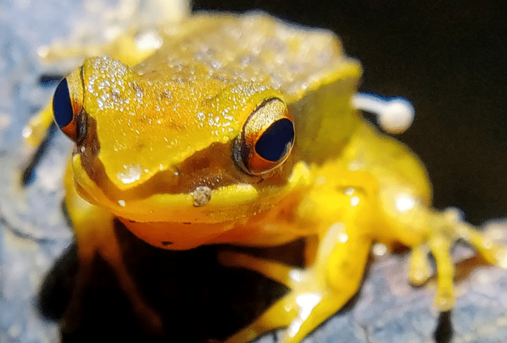 grenouille champignon 1