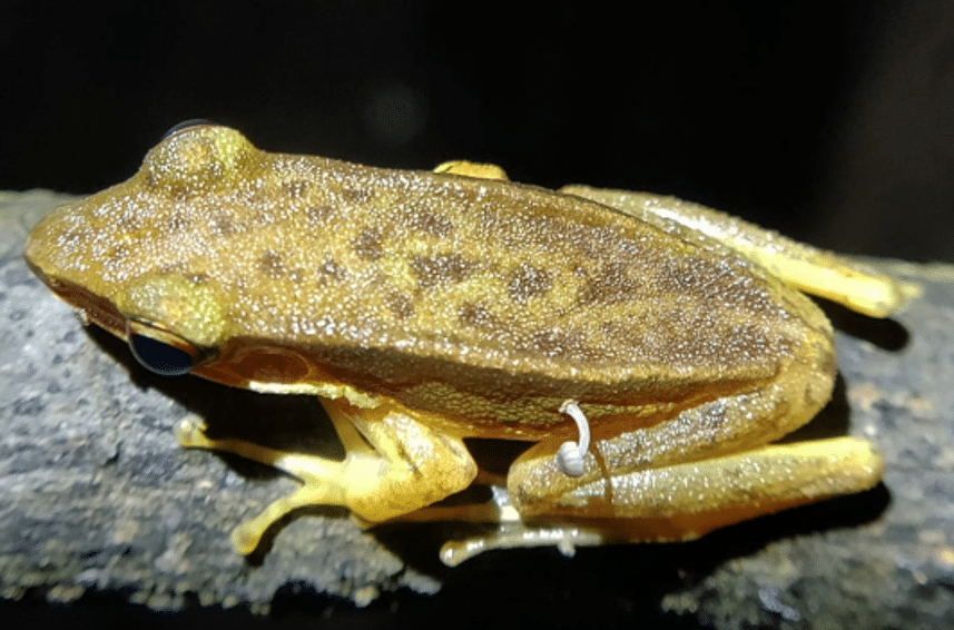 grenouille champignon 2